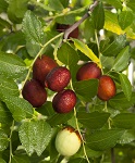 SHANXI LI JUJUBE  (Zizyphus jujuba)