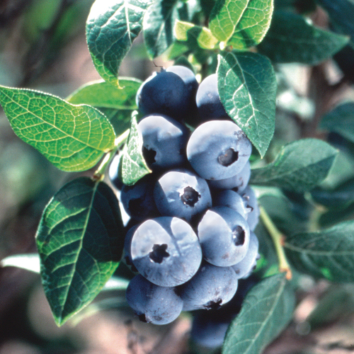 CHIPPEWA BLUEBERRY (Vaccinium corymbosum x)