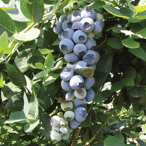 EMERALD BLUEBERRY (Vaccinium corymbosum x)