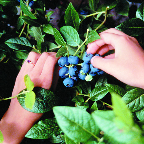 NORTHBLUE BLUEBERRY (Vaccinium corymbosum x)