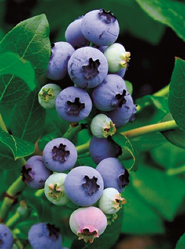 NORTHLAND BLUEBERRY (Vaccinium corymbosum)