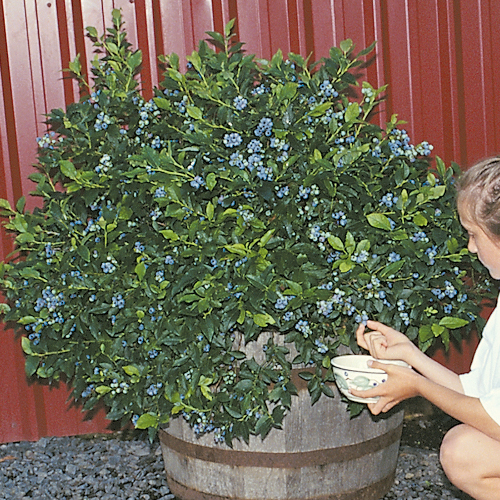 NORTHSKY BLUEBERRY (Vaccinium corymbosom)