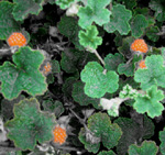 EMERALD CARPET RASPBERRY (Rubus pentalobus)