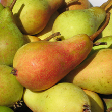 European Pear Trees