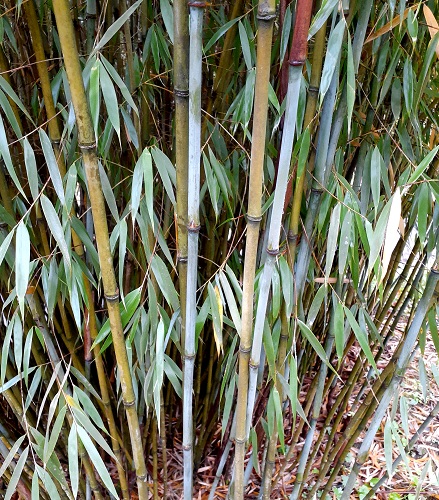 FARGESIA SCABRIDA BAMBOO (Fargesia sp scabrida)