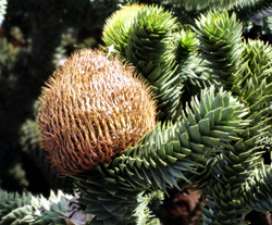 Monkey Puzzle Trees