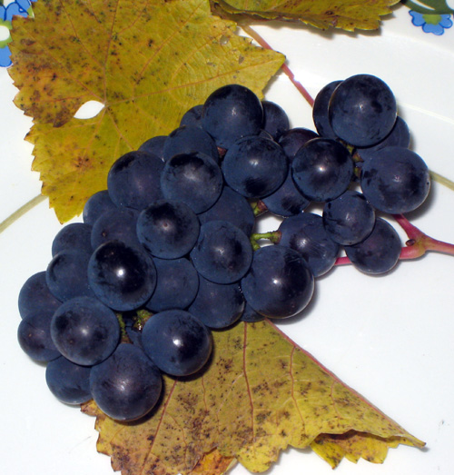 MARECHAL FOCH RED WINE GRAPE (Vitis vinifera x)