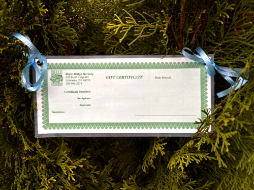 GIFT CERTIFICATE