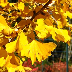 Ginkgo Trees