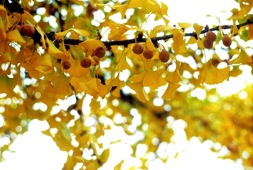 SELF-FERTILE GINKGO (Ginkgo biloba)