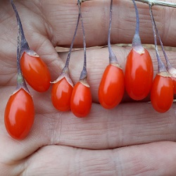 Goji Berry Bushes