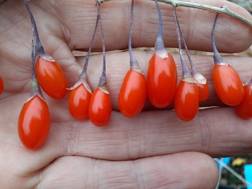 CRIMSON STAR GOJI (WOLFBERRY) (Lycium barbarum)