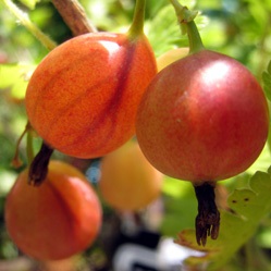 Gooseberry Bushes