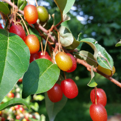 Goumi Bushes