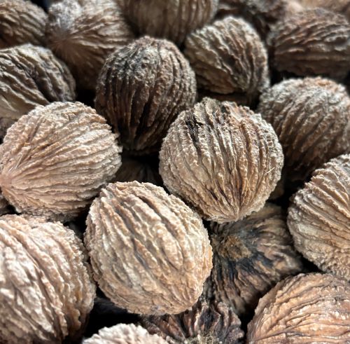 HAYS BLACK WALNUT (Juglans nigra)