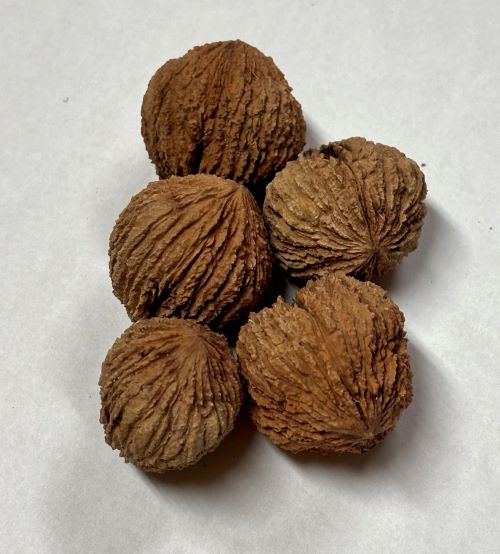 HARE BLACK WALNUT (Juglans nigra)