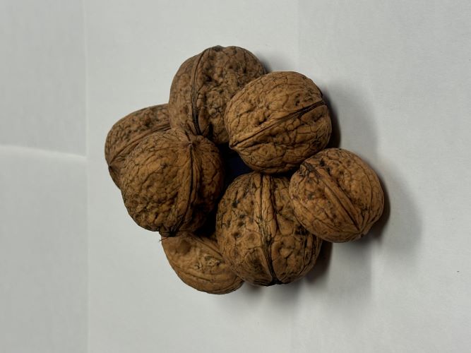 HOWARD ENGLISH WALNUT (Juglans regia)