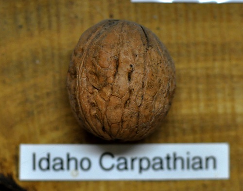 IDAHO CARPATHIAN ENGLISH WALNUT (Juglans regia)