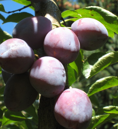 ITALIAN PLUM (Prunus domestica)