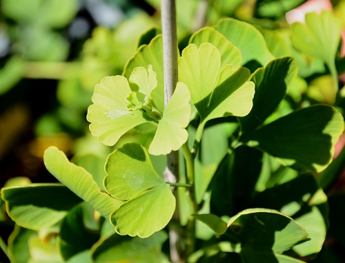 JADE BUTTERFLY MALE GINKGO (Ginkgo biloba)