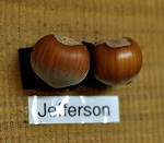 JEFFERSON HAZELNUT (Corylus avellana)