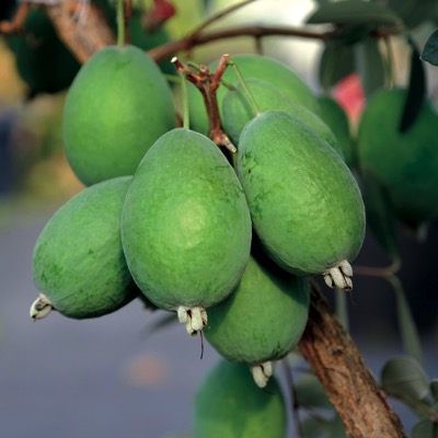 KAITERI (TM) PINEAPPLE GUAVA (Feijoa sellowiana)