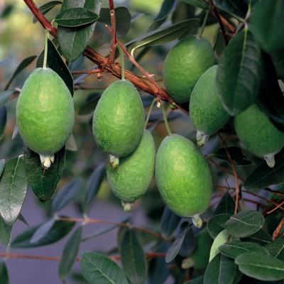 KAKARIKI (TM) PINEAPPLE GUAVA (Feijoa sellowiana)