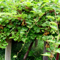 Kiwi Vines