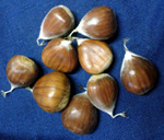 LAYEROKA CHESTNUT SEEDS (Chinese x European)