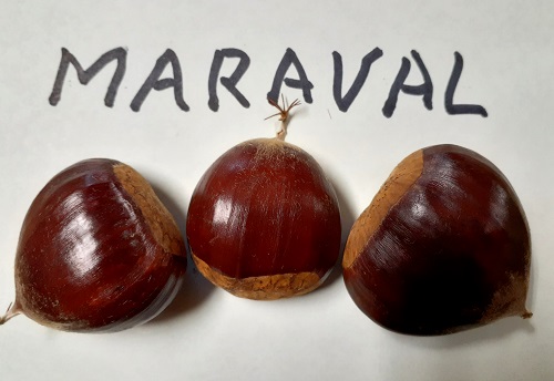 MARAVAL CHESTNUT SEEDS (Castanea sativa x crenata)