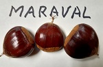 MARAVAL CHESTNUT SEEDS (Castanea sativa x crenata)