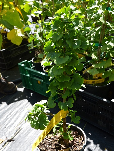 MARIEKEN MALE GINKGO (Ginkgo biloba)