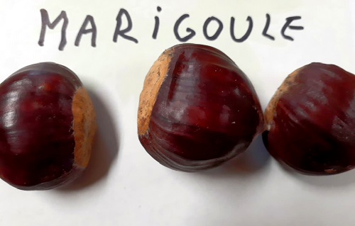 MARIGOULE CHESTNUT SEEDS   (Castanea sativa x crenata)