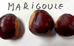 MARIGOULE CHESTNUT SEEDS   (Castanea sativa x crenata)