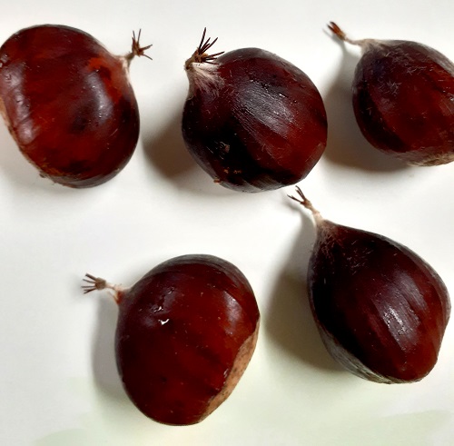 MARRON DU VAR CHESTNUT SEEDS (Castanea sativa)