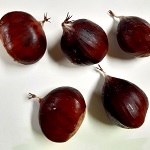 MARRON DU VAR CHESTNUT SEEDS (Castanea sativa)