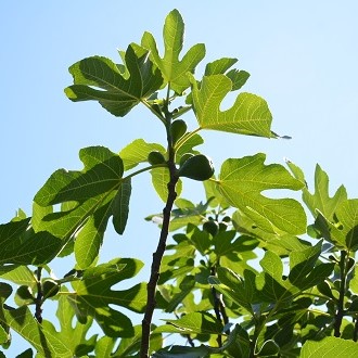 HARDY CHICAGO FIG (Ficus carica)