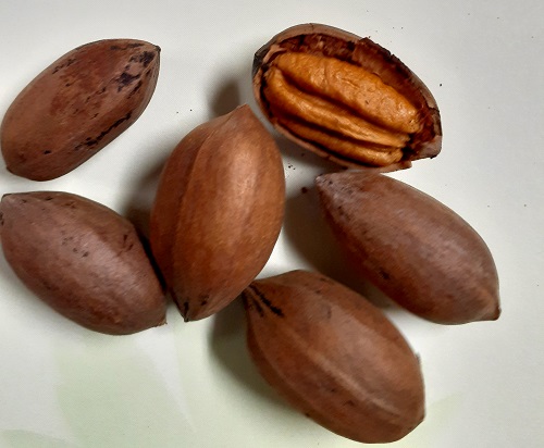 NORTHERN PECAN SEEDS (Carya illinoisensis)