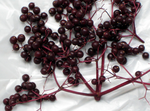 NOVA ELDERBERRY (Sambucus canadensis)