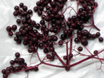 NOVA ELDERBERRY (Sambucus canadensis)