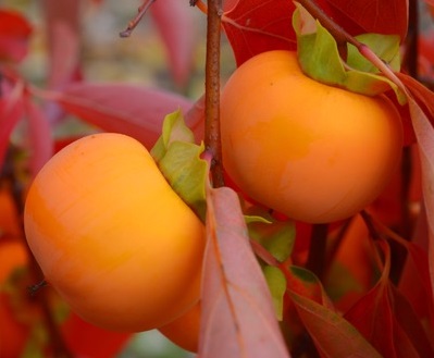 ORIOLE ASIAN PERSIMMON (D. kaki)