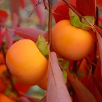 ORIOLE ASIAN PERSIMMON (D. kaki)