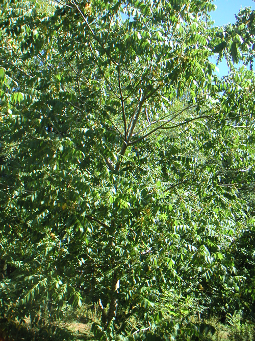 NORTHERN PECAN SEEDLINGS (Carya illinoinensis)