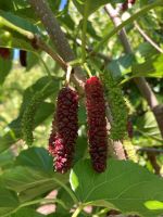 PAKISTAN MULBERRY  (Morus macroura)