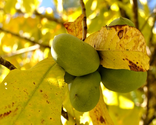 PAW PAW SEEDLINGS (Asimina triloba)