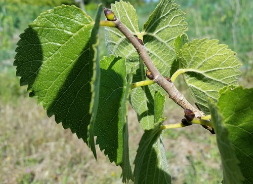 PERSIAN FRUITING BLACK MULBERRY (Morus nigra)