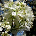 DAPPLE SUPREME PLUOT (Prunus x Armeniaca)