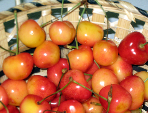 RAINIER CHERRY (Prunus avium)