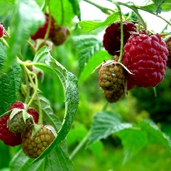 Cane Fruits