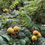 SERVICE TREE (Cormus/Sorbus domestica)